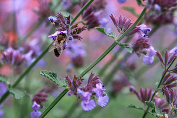Pszczoła na kwiacie szałwii.