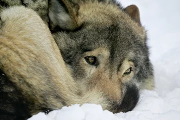 Cercles muraux Loup loup triste