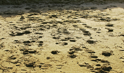Footprints in the sand