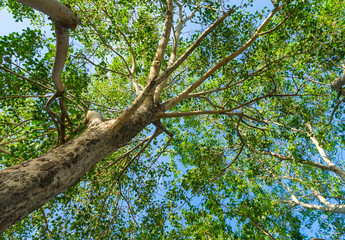 spring landscape of trees against the sky