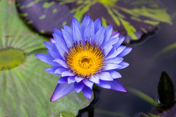 Water lily in blue color with yellow pollens on the dark water