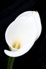 Two arum lilies one behind the other