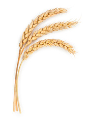 Ripe ears of wheat isolated on white background - obrazy, fototapety, plakaty
