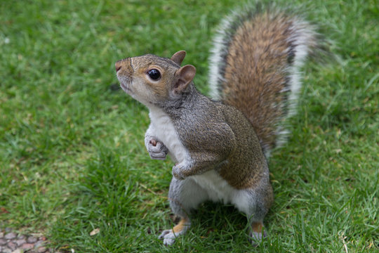 Grey Squirrel