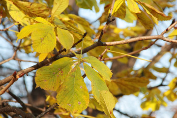 Jesienne liście kasztanowca.