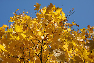 Jesienne liście klonu. © SCRIBA