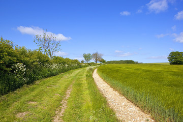 grassy yorkshire wolds footpath