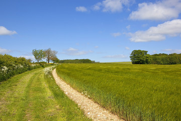 Fototapeta na wymiar bridleway and barley field