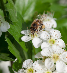 Honeybee on blossom whitethorn