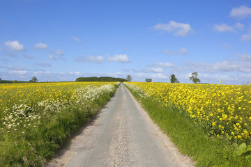 road through mustard fields