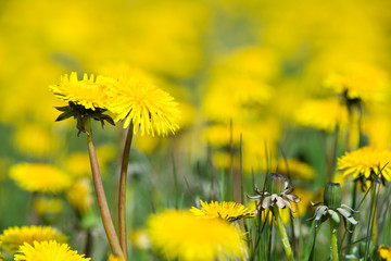 Dandelions blooming in the summer meadow © leekris