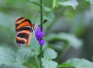 The orange with black stripes butterfly sitting on purple flower