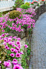 Beautiful Surfina petunias in flower beds on a street