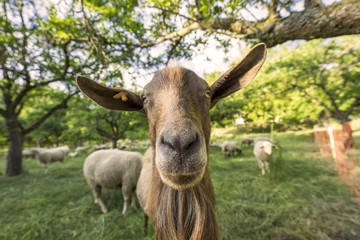 Obraz premium Schafe auf der Weide