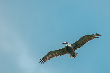 Pelican Flying