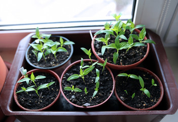 Pepper seedlings on the windowsill