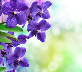Naklejka premium orchid flower