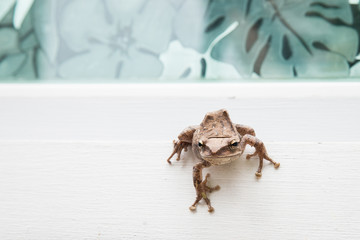 Close up of brown frog