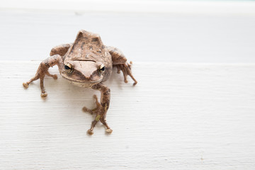 Close up of brown frog
