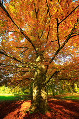 alte Buche im Herbst