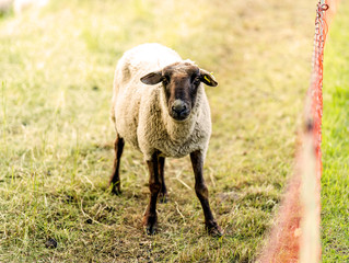 Schafe auf der Weide