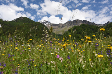 paesaggio montagna estate prato verde cielo