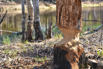 Beaver felled oak barrel.