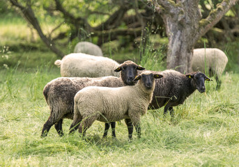 Schafe auf der Weide