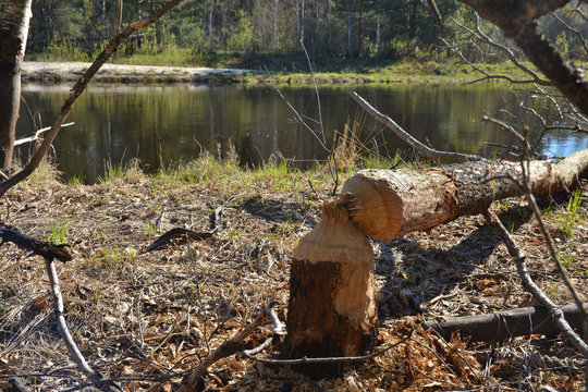 Beaver felled oak barrel.