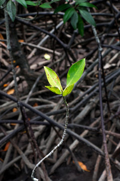 Mangrove forest at low tide