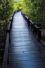 Fototapeta na wymiar Boardwalk for nature trail in mangrove forest