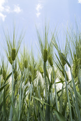 Green ears of barley
