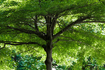 Towering High Tree Green Leaf and lofty Branches