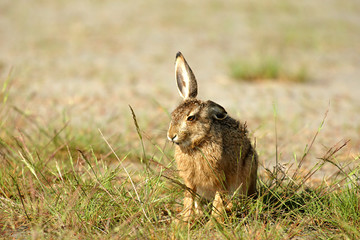 Junger Hase,Hasenbaby