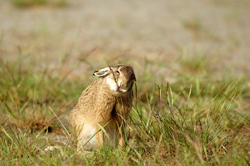 Junger Hase,Hasenbaby