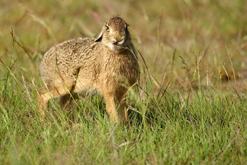 Junger Hase,Hasenbaby