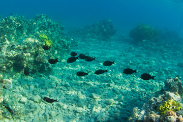 Blue-and-gold triggerfish in red sea