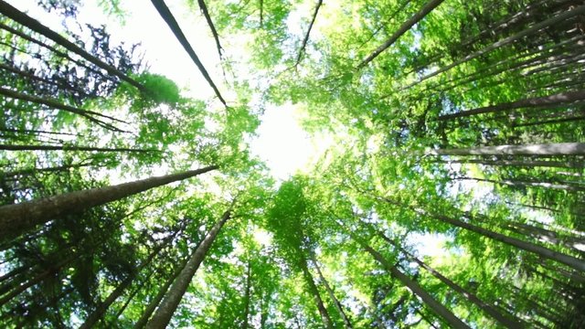 Wald