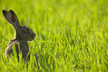 Feldhase,Einer wie keiner