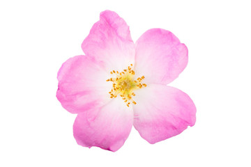 Fototapeta premium One flower rose hips isolated on white background