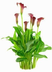 zantedeschia © robert6666