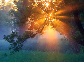 Obraz na płótnie Canvas morning sunrice over trees