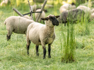 Schafe auf der Weide