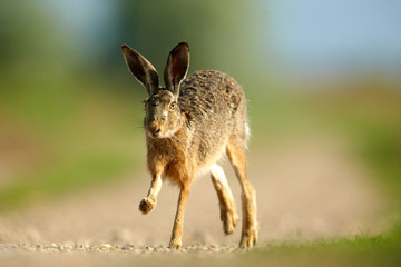 Feldhase,Einer wie keiner