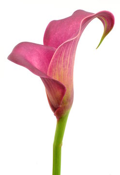 Fototapeta zantedeschia