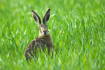 Feldhase,Einer wie keiner