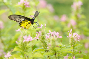 butterfly flowers