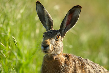 Feldhase,Einer wie keiner