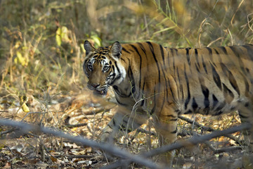 Bengal Tiger (Panthera Tigris Tigris) Walking in Forest, Bandhavgarh, India