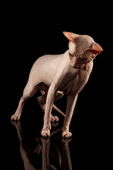 Pink Cat of breed sphinx. Naked cat with Mirror on Black